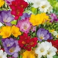 thumbnail image 2 of Freesia Flower Bulbs for Spring Planting - Mixed Colors for Bouquets - Large Healthy Bulbs Ship from Iowa - Great for Container or Outdoor Growing (50 Bulbs), 2 of 3