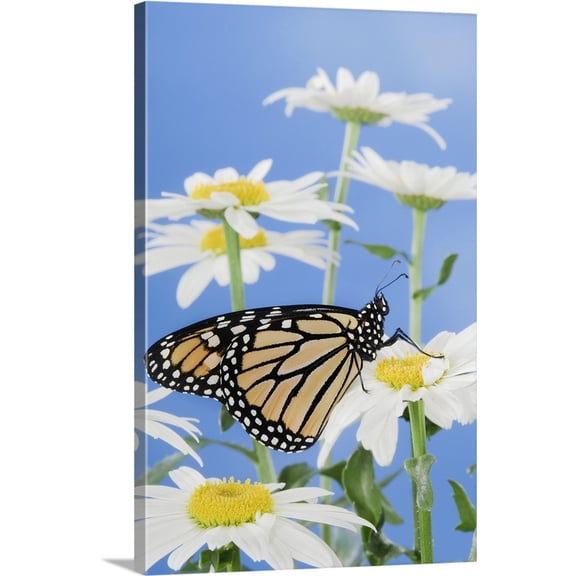 Great BIG Canvas | "Monarch Butterfly In Daisies" Canvas Wall Art - 16x24