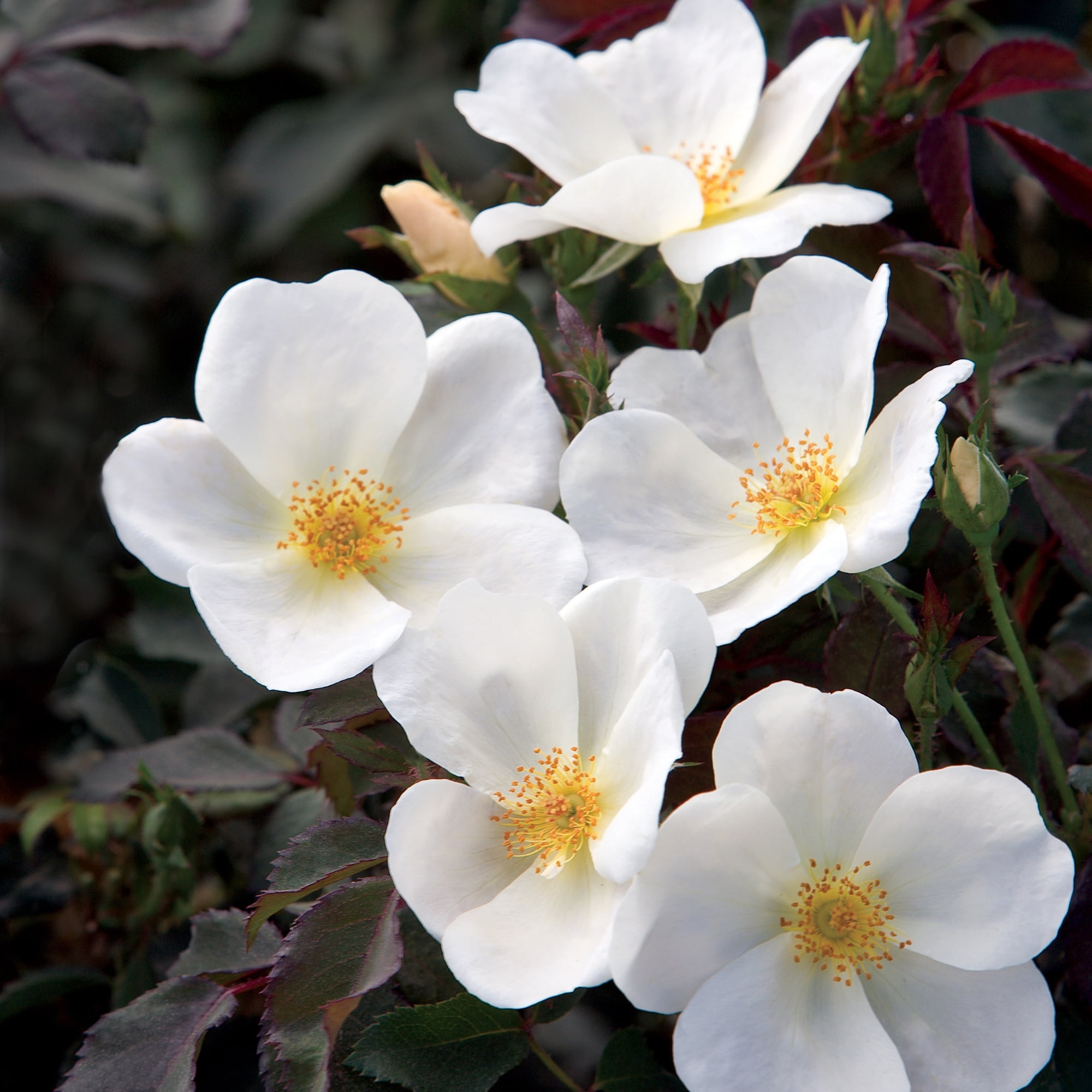 The White Knock Out Tree® Rose Plant with Pure White Blooms (3 Gallon)