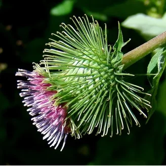 1000 Madole Tobacco Seeds ~ Heirloom ~ Rich Flavor ~ Dark Variety