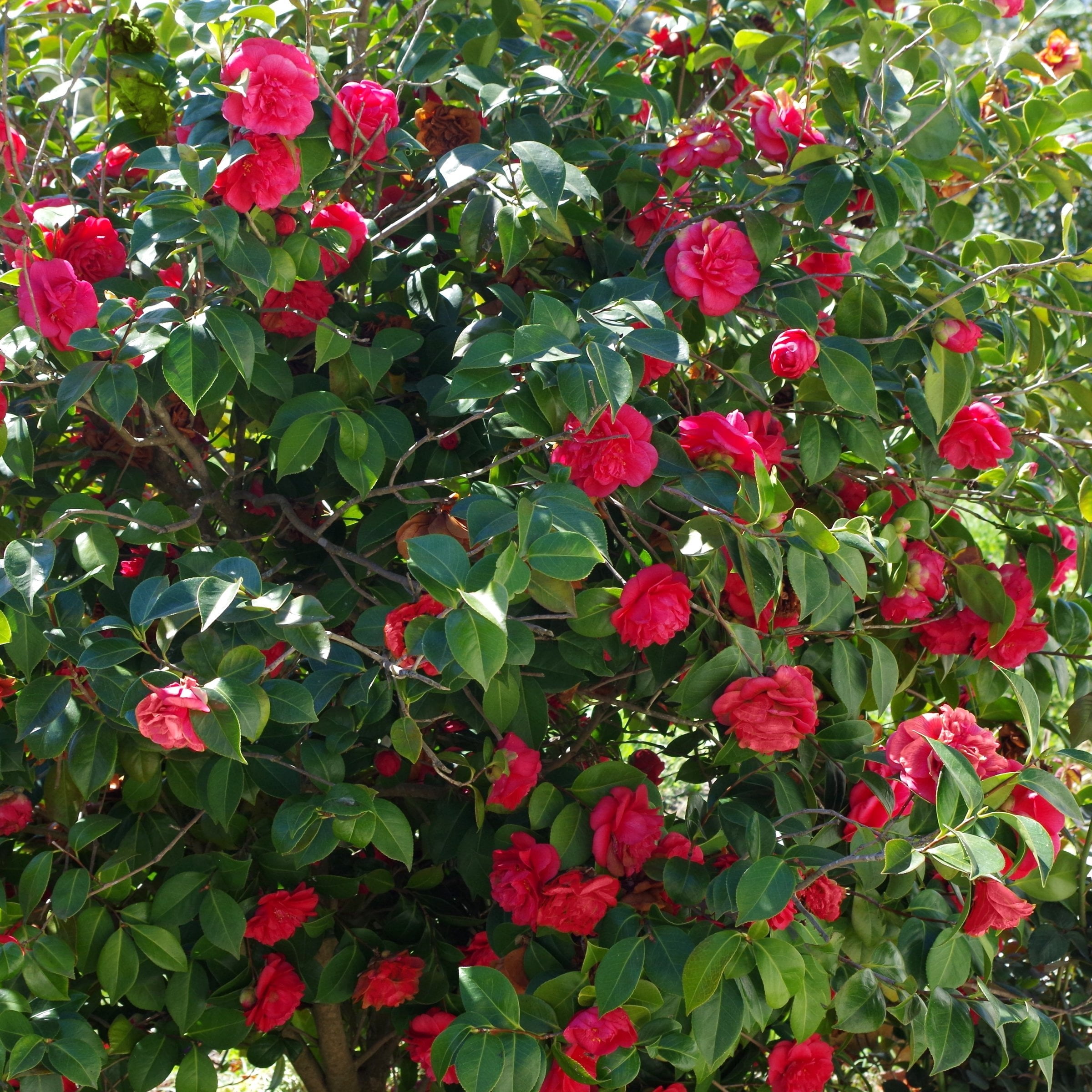 National Plant Network 3 gal. Camellia Kramer Supreme Live Shrub