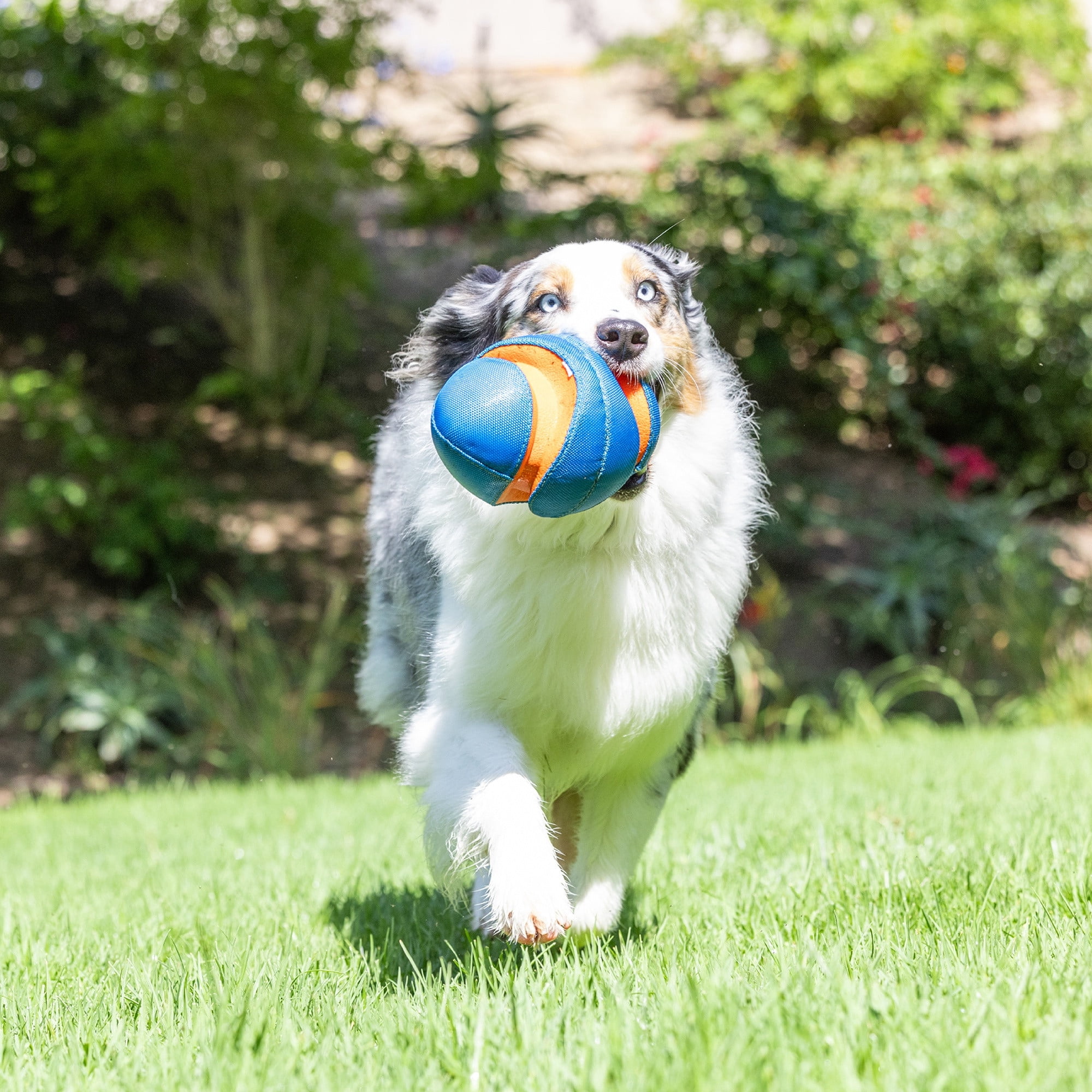 Chuckit! Giggle Fumble Fetch Dog Ball Fetch Football Toy for Dogs with Bitezones, 7.9" L for Small Pets up to 30 lbs, Pack of 1