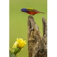 thumbnail image 2 of Illg, Cathy and Gordon 17x24 White Modern Wood Framed Museum Art Print Titled - TX, Hidalgo Co, Male painted bunting on stump, 2 of 4