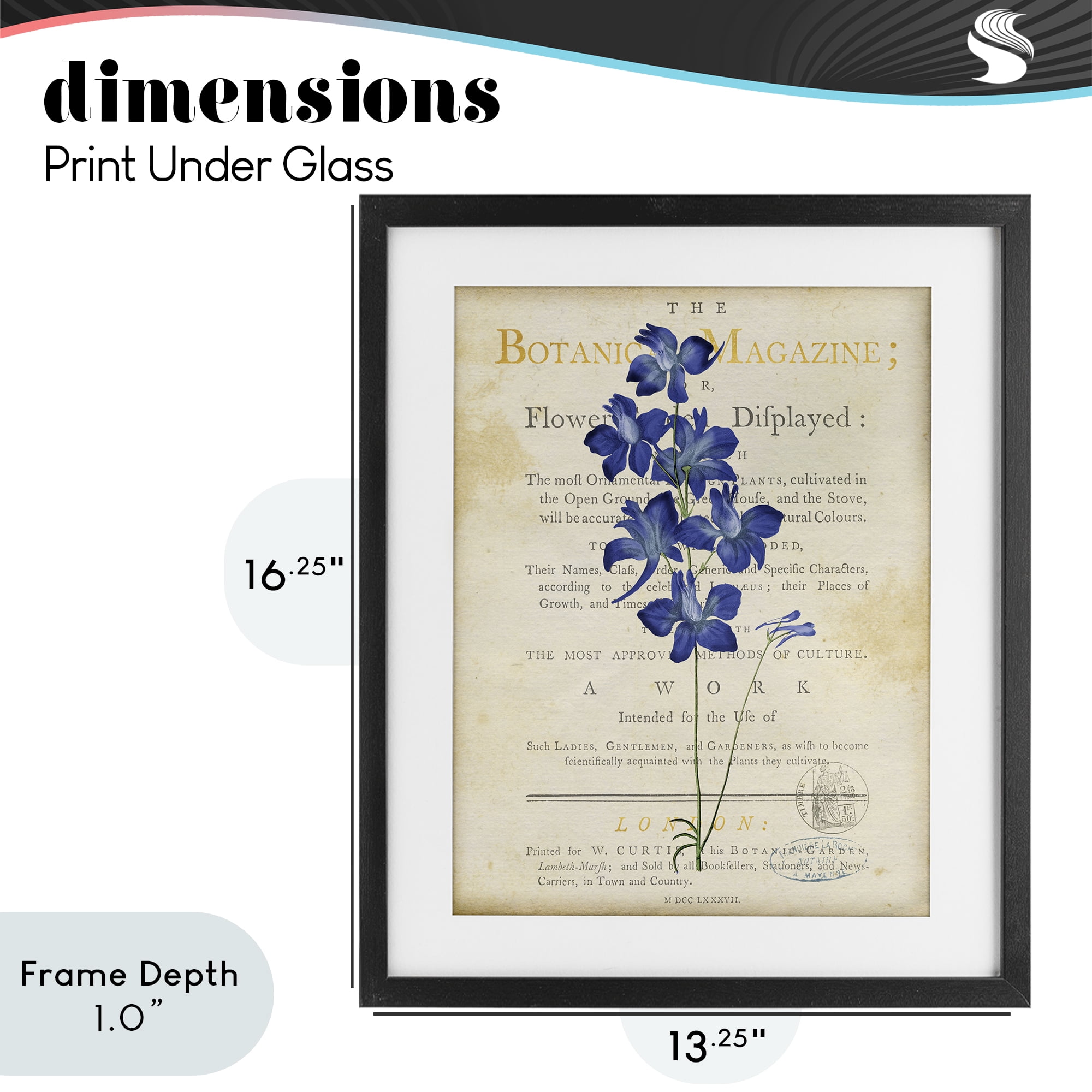 Stupell Industries Natural Botanic Garden Flower Black Framed Print Under Glass, design by Susan Arnot