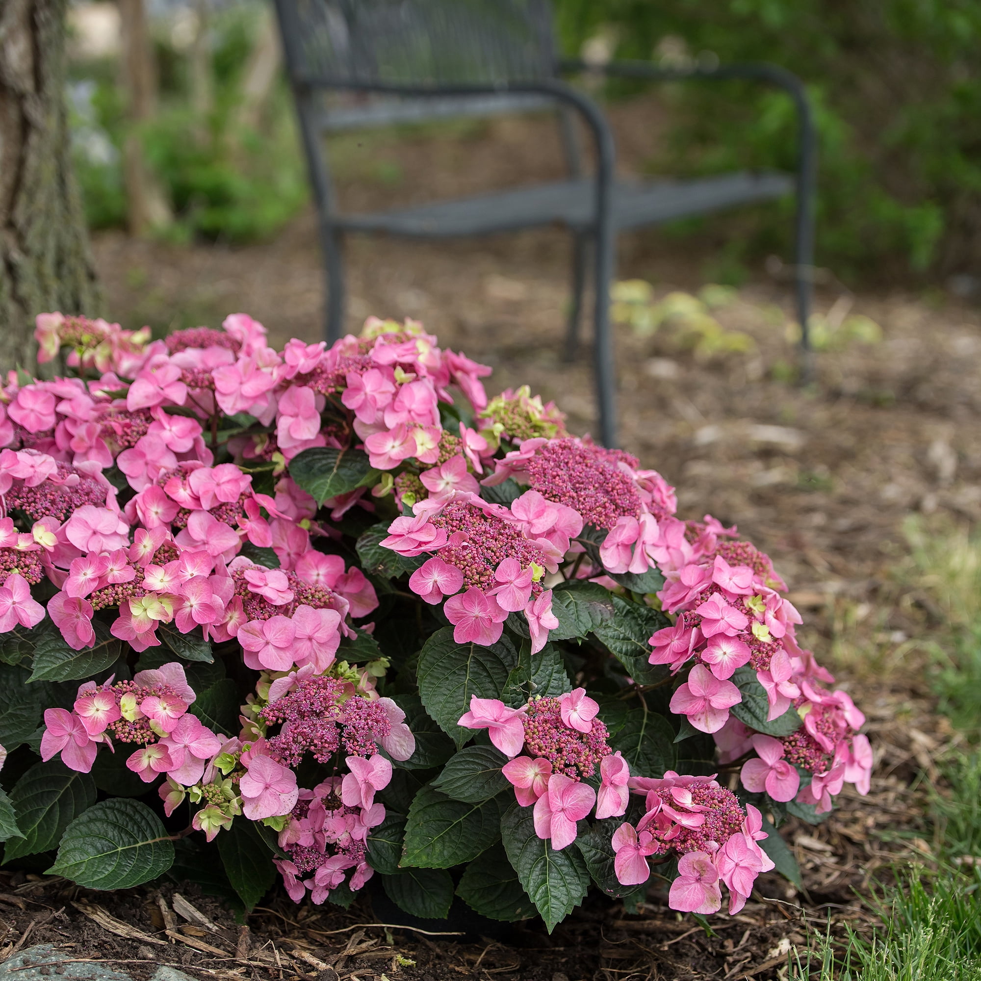 Endless Summer Pop Star Reblooming Hydrangea Live Shrub in 1-Gallon Grower Pot