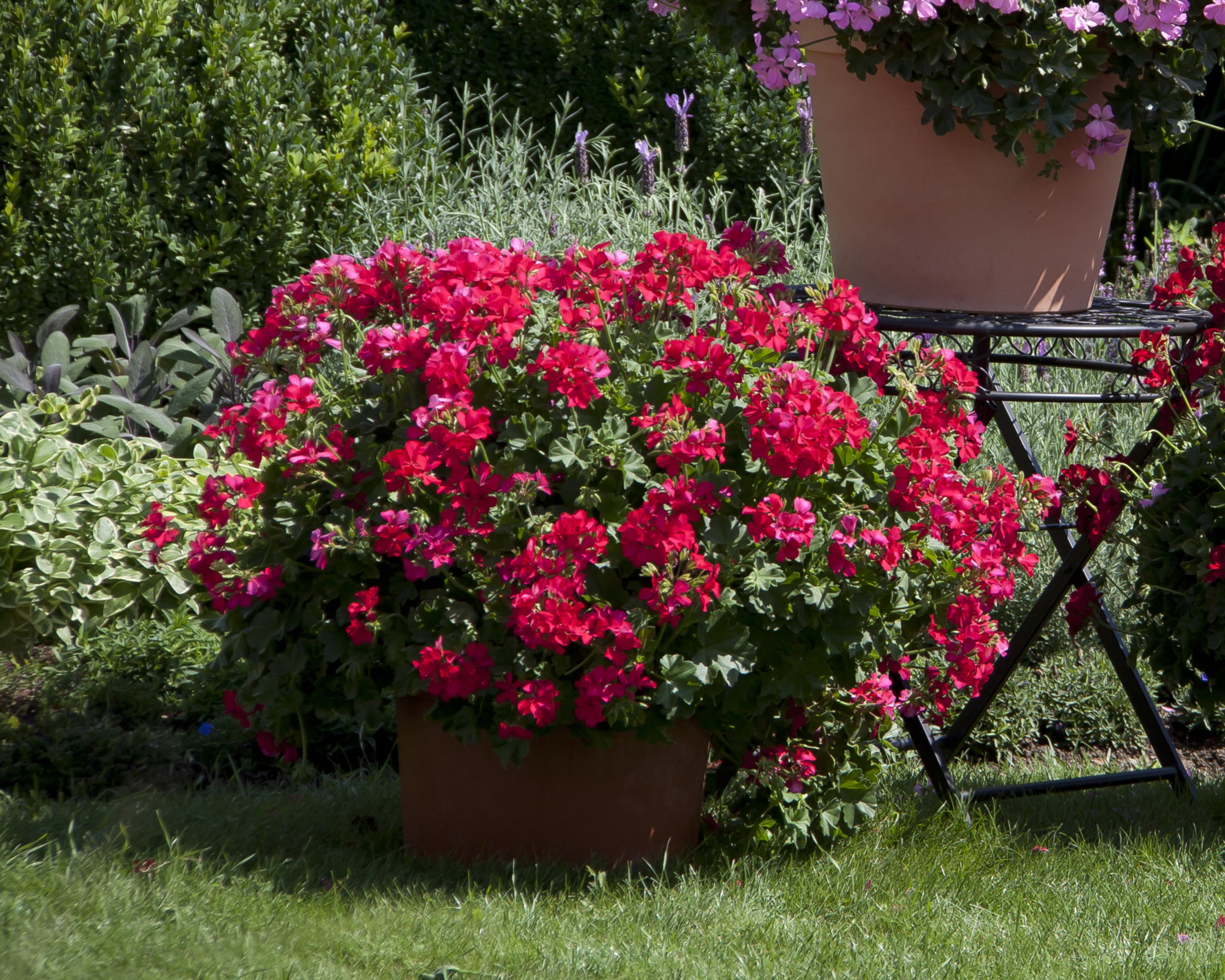 Expert Gardener 1.5 Gal Red Geranium Hanging Basket Live Annual Plant, Full Sun