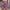 201#Purple, variant on Dwaogom Women's Elastic Waist Printing Drawstring Shorts Womens Leggings Denim Shorts