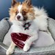 thumbnail image 4 of 2 juguetes para perros con chirridos, juguetes de peluche para perros, juguetes para cachorros, juguetes de peluche para modelar con comida deliciosa, 4 of 5