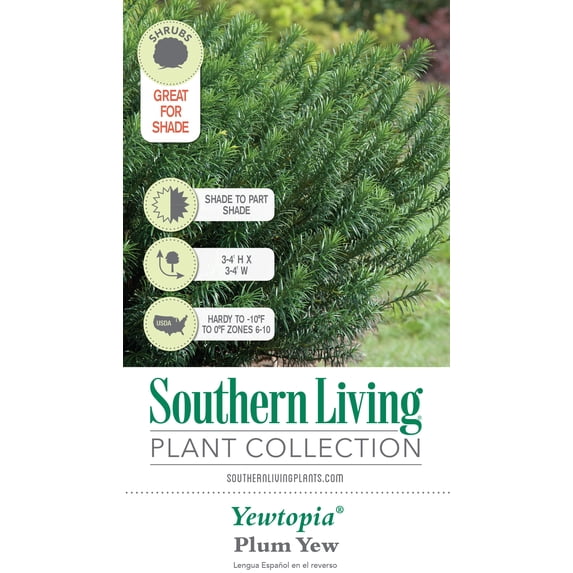 Live Evergreen Plants for Landscaping
