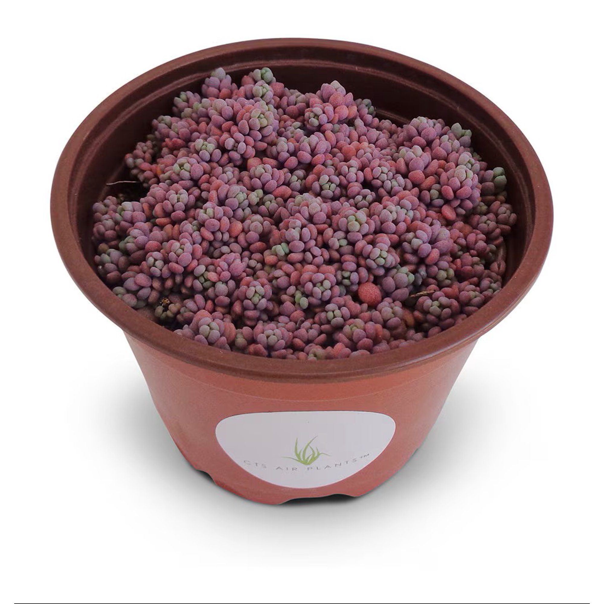 Blue Mound Sedum Cluster Sedum Dasyphyllum Minor Succulents, 4" Pot