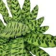 thumbnail image 3 of American Plant Exchange Rattlesnake Calathea "Lancifolia", Prayer Plant, 6-Inch Pot with White Pot Cover, Air Purifying, Chartruse Striped Foliage, 3 of 7