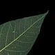 thumbnail image 5 of 50 Piezas de Hoja de de Magnolia Hojas de árbol de Caucho Natural Hojas das para Manualidades Tarjetas Libros de Recuerdos Adornos Hec Baoblaze Suministros para manualidades multiusos, 5 of 7