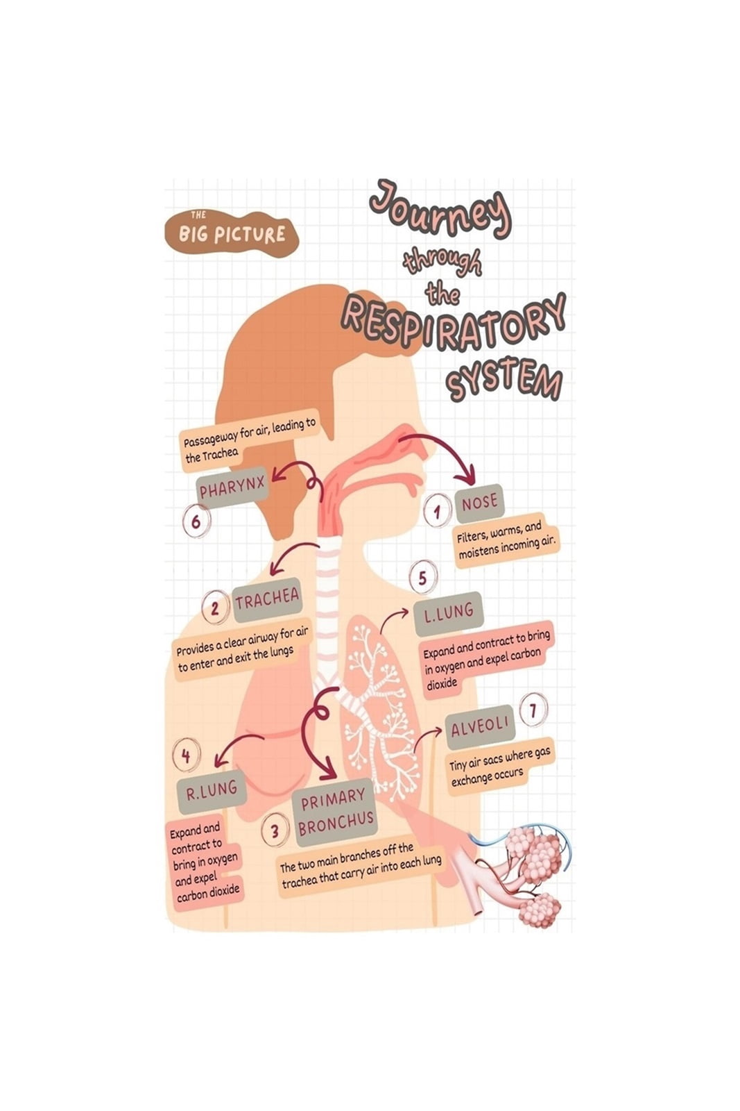 Set of 6 Framed Medical Posters The Stomach; Understanding The