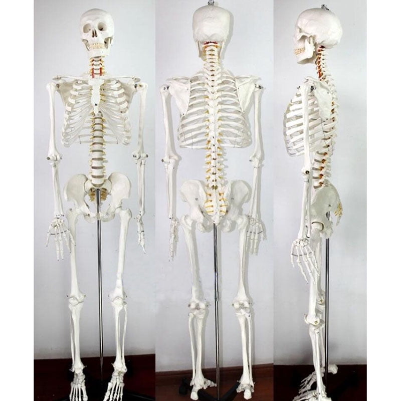 Intsupermai Life Size Human Skeleton Medical Patient Care Manikins Education Teaching Full Body