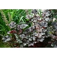 thumbnail image 3 of 2 gal. Carmencita Coral Bells (Heuchera), 3 of 7