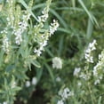 thumbnail image 1 of Outsidepride White Sweet Clover Seeds - 5 lbs, 1 of 4