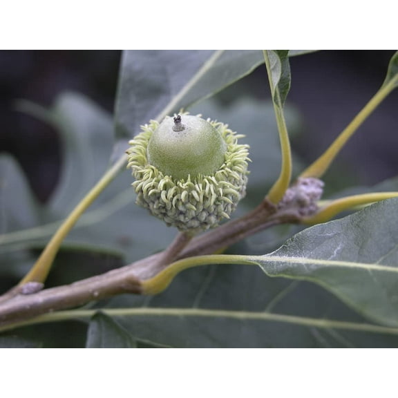 1 Bur Oak Tree Seedling to Plant
