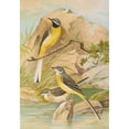 thumbnail image 3 of Johann Friedrich Naumann 11x14 Black Modern Framed Museum Art Print Titled - Motacilla Boarula, 3 of 5