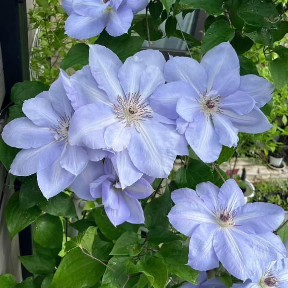GSDWIUEW Clematis Seeds Climbing Flower Vines \u2013 500 or 1000 Perennial Seeds Growing Beautiful Star-Shaped Blooms on Trellises, Fences, Arbors Pergolas Ideal Cottage Gardens (Blue,1000)