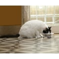 thumbnail image 6 of Iconic Pet Color Splash Designer Oval Fusion Bowl in Gray- Small - Set of 2, 6 of 7