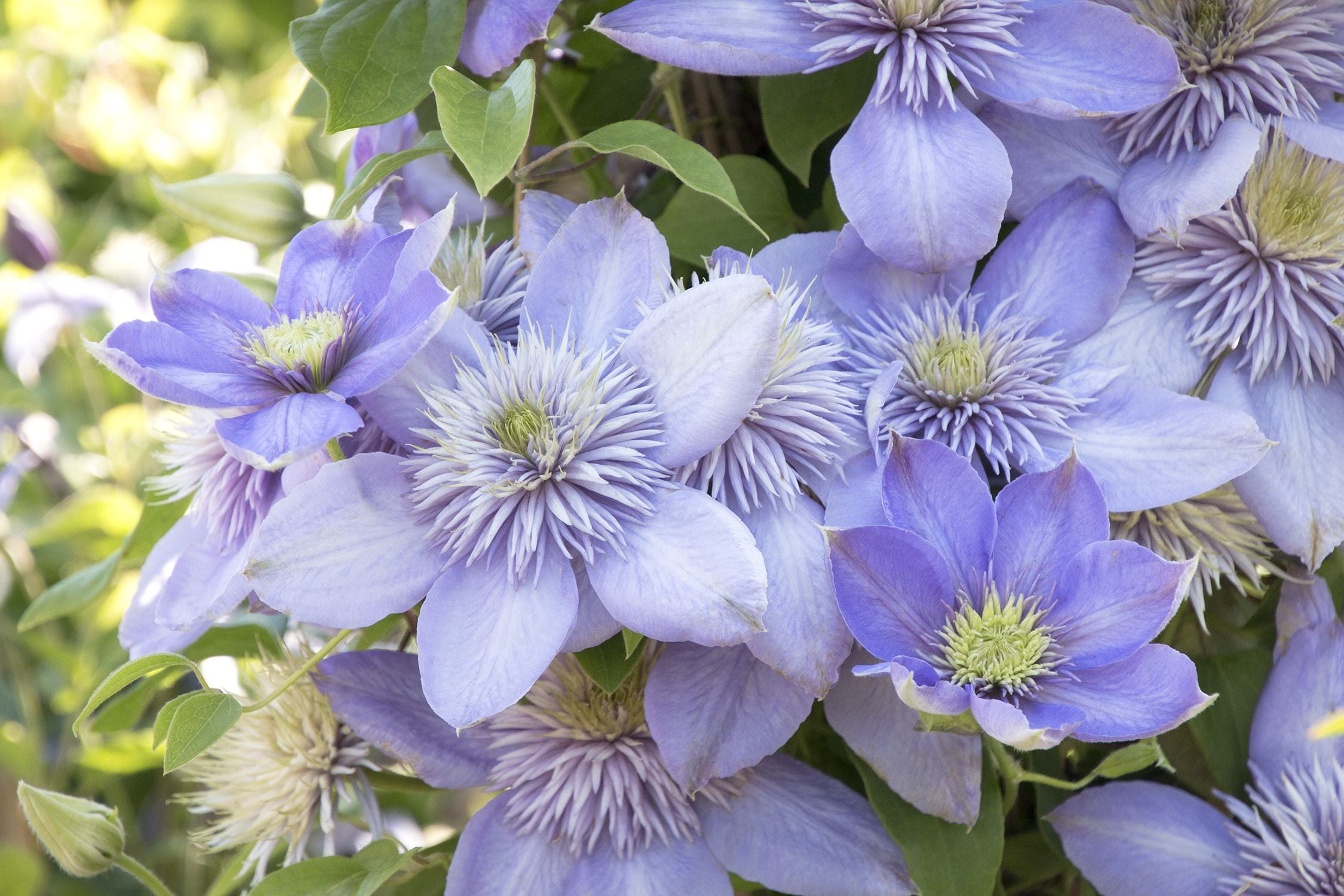 Clematis Blue Light - Live in 4 inch Growers Pot - Clematis 'Vanso' - Starter Plants Ready for The Garden - Beautiful Violet Blue Flowering Vine - Walmart.com