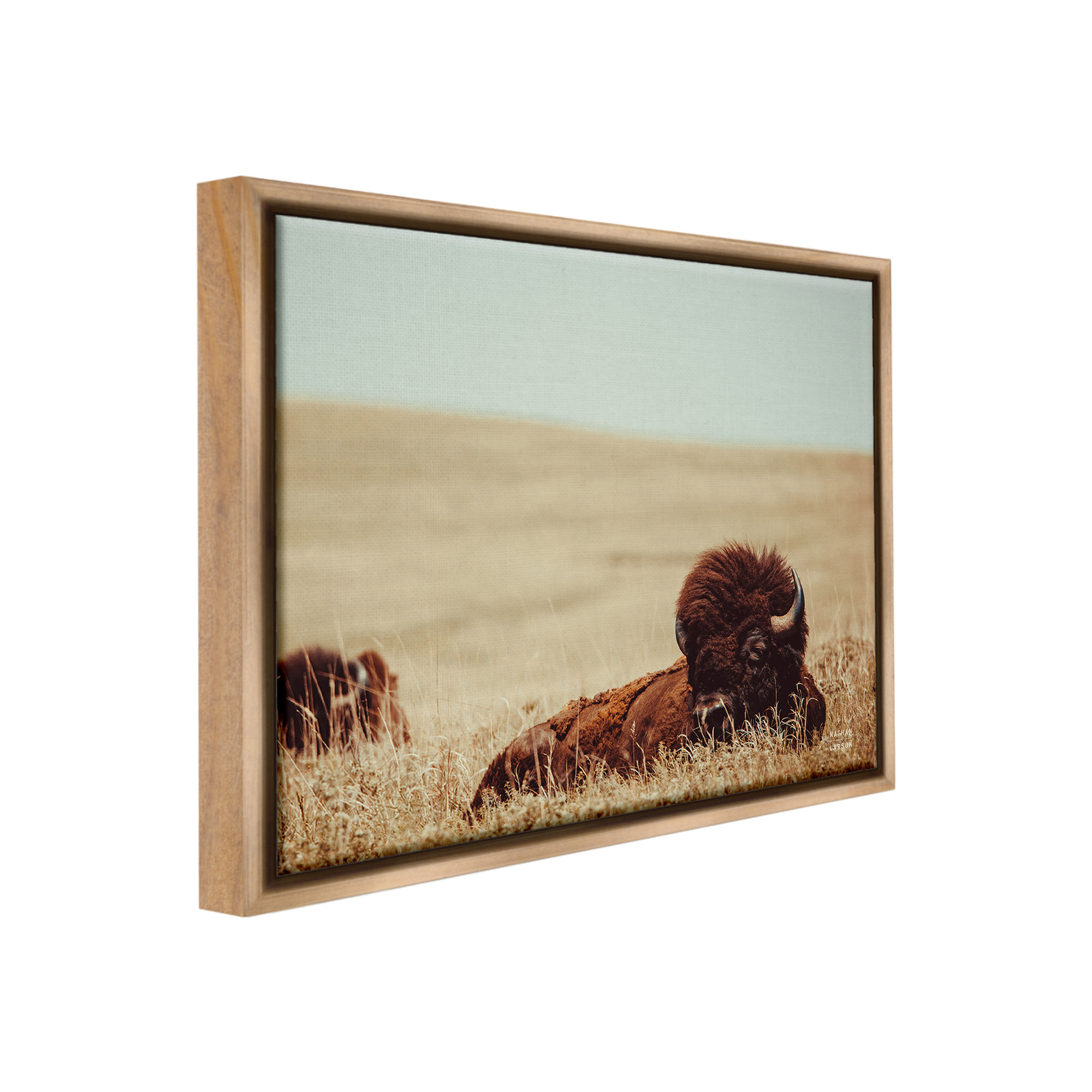 Stupell Industries Bison Relaxing in Field Animals & Insects Photography Brown Floater Framed Canvas Art Print Wall Art, 21 x 17