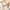 Beige, variant on JIUKE Lace Tank Tops with Built in Bras Padded Wireless Spaghetti Strap Full Coverage Seamless Bras Crop Camisole Tops