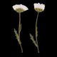 thumbnail image 3 of Flores presionadas Zulema 50 cas naturales prensadas Delphinium reales para manualidades álbumes de recortes, 3 of 8
