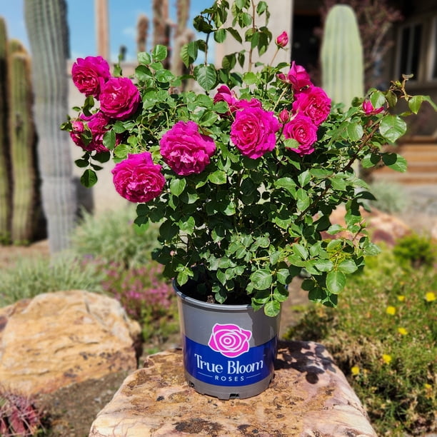 True Bloom 'True Serenity' PP28929 Deep Pink Rose Bush Roses, 8Qt