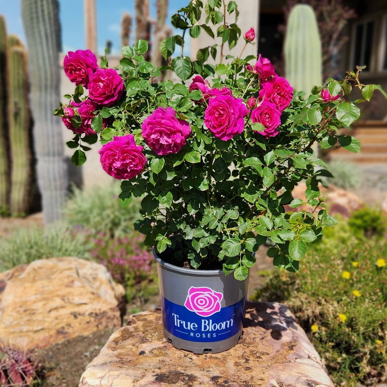 True Bloom by Altman Plants 'True Serenity' PP28929 Pink Rose Bush
