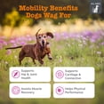 thumbnail image 2 of Zesty Paws Vet Strength Hip & Joint Bites Beef & Bacon Flavor Dog Supplement, 60 Count, 2 of 10