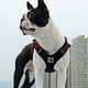 thumbnail image 4 of Correa para Perro Collar con arnés para Mascotas para Perros Grandes, medianos y pequeños, Accesorios para Perros, Correas para cinturón, arnés, Chaleco cómodo, Suministros para Mascotas, Color, 4 of 5