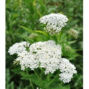 Earthcare Seeds - Yarrow White 10,000 Seeds (Achillea Millefolium) Native Heirloom - Open Pollinated - NonGMO