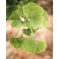 thumbnail image 2 of Van Swearingen, Debra 15x18 Black Ornate Wood Framed with Double Matting Museum Art Print Titled - Sprouting Ginkgo IV, 2 of 4