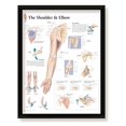 thumbnail image 2 of The Shoulder and Elbow Framed Medical Educational Informational Poster Diagram Doctors Office School Classroom 22x28 Inches, 2 of 4
