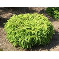 thumbnail image 3 of RedCrocus Birdsnest Norway Spruce Picea abies 'Nidiformis' - Compact Evergreen for Rock Gardens, Containers, Landscape Accents  1 Gallon, 3 of 23