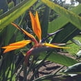thumbnail image 1 of Tropical Flowering Bird of Paradise Shrub, Live Plant, Orange Flowers, 18+ in. tall  in a 10-in. Pot, 1 of 2