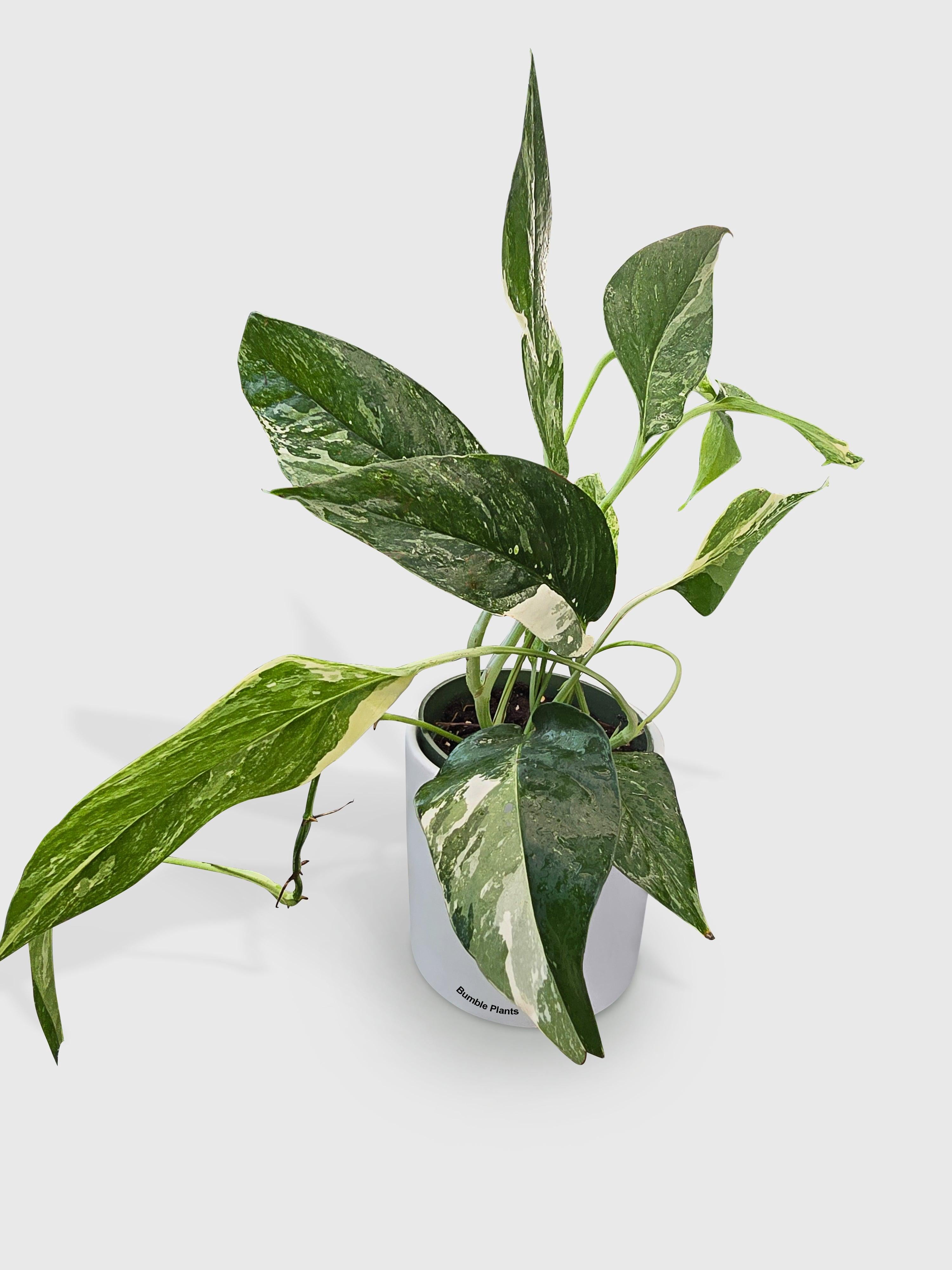 Epipremnum Pinnatum Albo Variegata Cebu Blue - Live Air-Purifying Indoor Plant in Nursery Pot – Easy Care, Low Maintenance Houseplant for Home & Office Decor, Natural Air Cleaner, Best for Beginners
