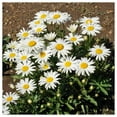 thumbnail image 2 of Everwilde Farms - 1 lb Silver Princess Shasta Daisy Garden Flower Seeds - Gold Vault Bulk Seed Packet, 2 of 3
