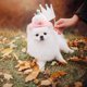 thumbnail image 4 of KALLORY Sombrero Decorativo Para Perro Y Ideal Para Fiesta Con Encantador, 4 of 7