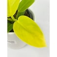 thumbnail image 4 of Philodendron Moonlight Lemon Lime Hybrid - Live Air-Purifying Indoor Plant in Nursery Pot – Easy Care, Low Maintenance Houseplant for Home & Office Decor, Natural Air Cleaner, Best for Beginners, 4 of 8