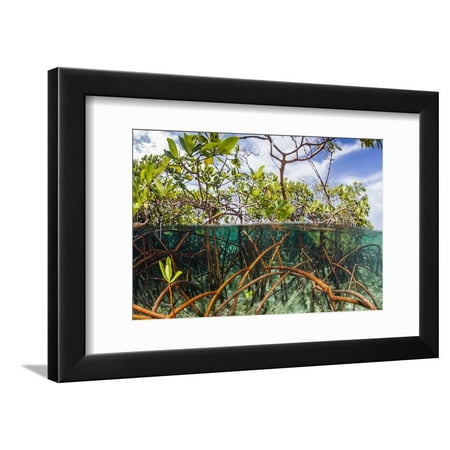 Above Water and Below Water View of Mangrove with Juvenile Snapper and Jack Framed Print Wall Art By James (Best Way To Catch Mangrove Snapper)