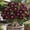F, variant on 10 Desert Rose Seeds-Low Maintenance-Ideal for Beds Borders, Plant Pots & Planters