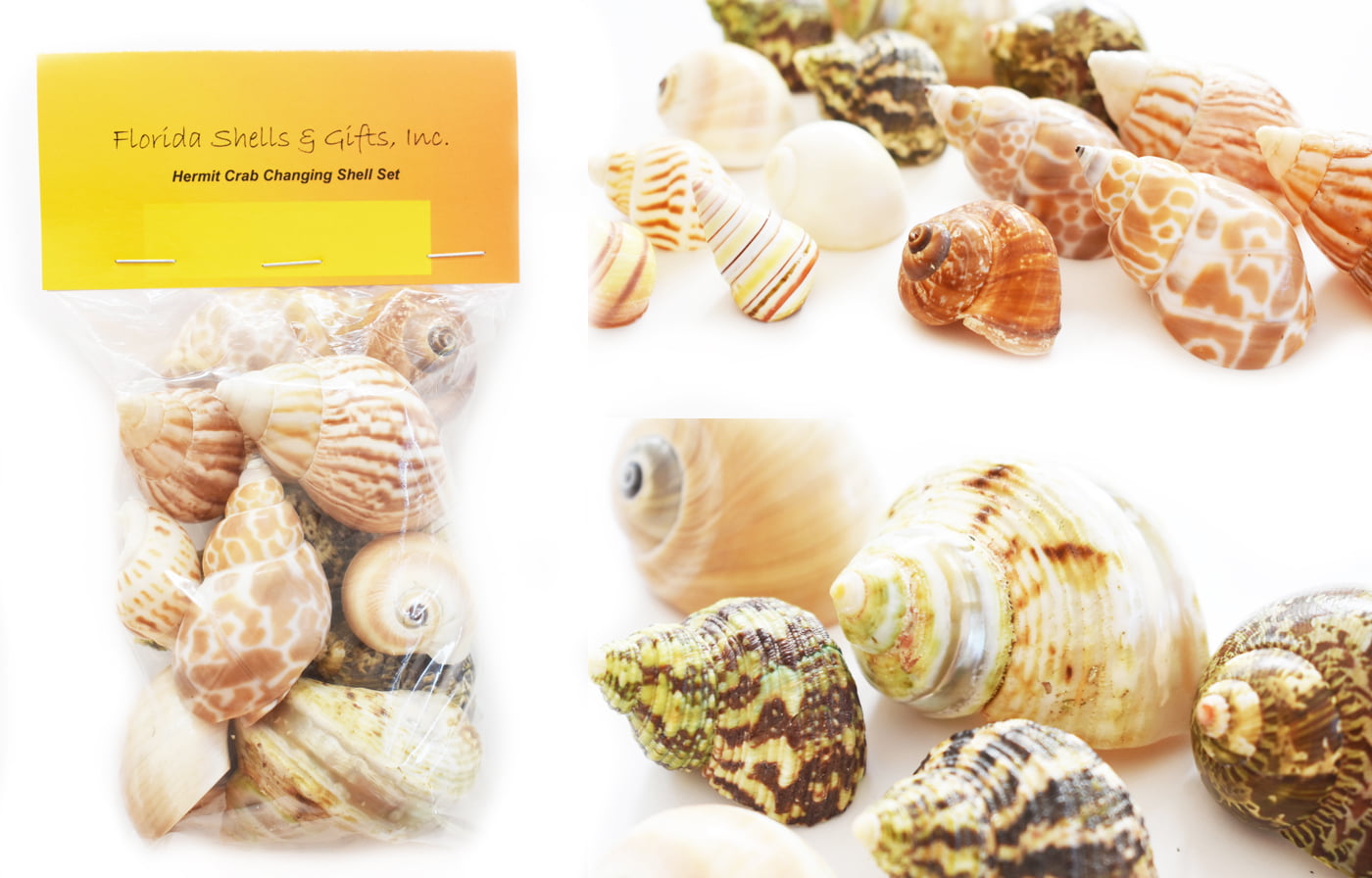FSG Opening Size 3/8-1 1/4 Select 15 Hermit Crab Shells Assorted Changing Seashells Small 3/4-2 Size Beautiful 