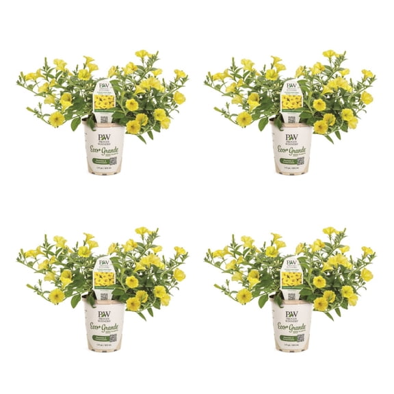 Proven Winners 4" Supertunia Mini Vista Yellow Petunia Live Plant in 4.25" Pot (4 Count)