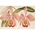 thumbnail image 3 of Charles Antoine Lemaire 18x13 Black Modern Framed Museum Art Print Titled - Cattleya Eldorado Splendens (1854-1896), 3 of 5