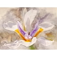 thumbnail image 2 of Robertson, Leda 24x19 White Modern Wood Framed Museum Art Print Titled - Playful Petals I, 2 of 4