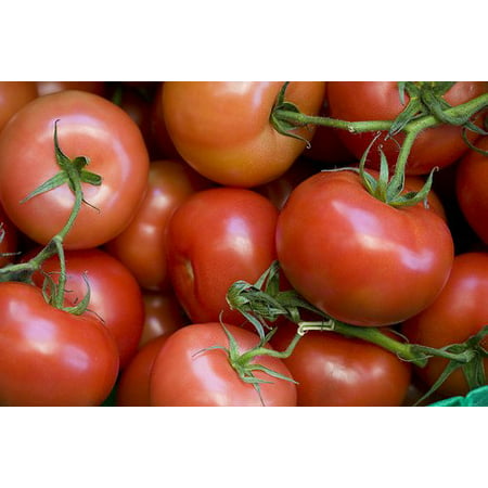 Tomato Rutgers Great Heirloom Garden Vegetable 300 (Best Tomato Seeds To Grow)