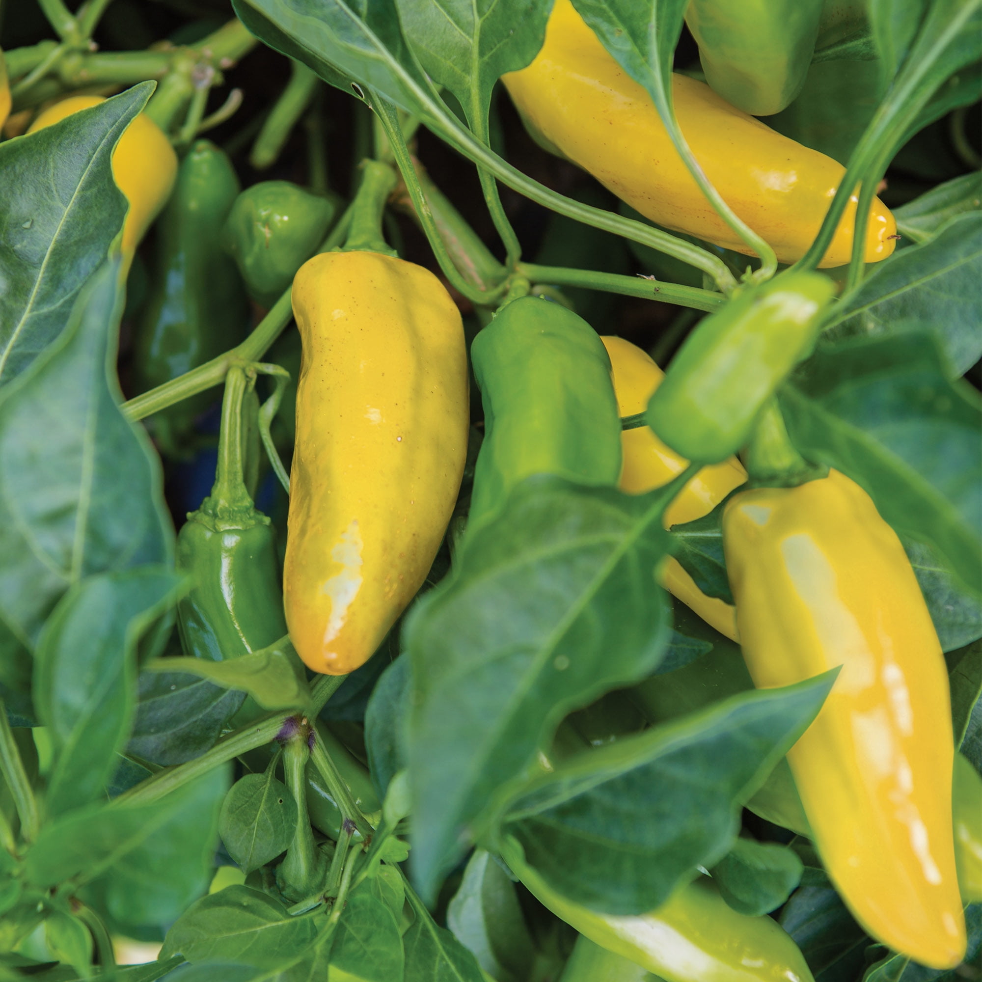 Burpee Lemon Dream Sweet Pepper Vegetable Seed, 1-Pack