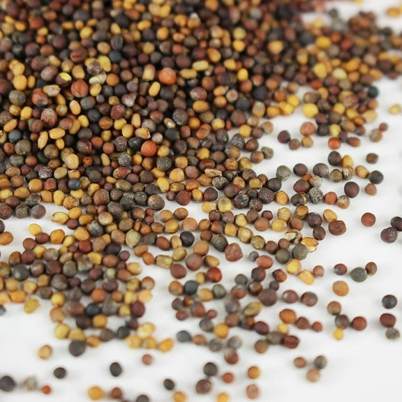 Organic Spicy Salad Mix Microgreens Seeds: 1 Lb - Non-GMO Micro Greens Seed Blend: Broccoli, Kale, Mustard, Cabbage, Arugula, Mustard, More 1 Lb Pouch